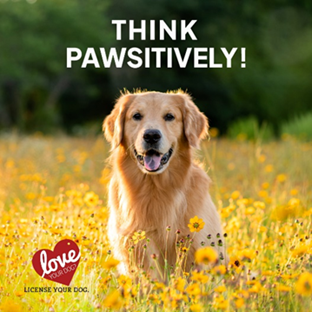 How to License Your Dog in PA