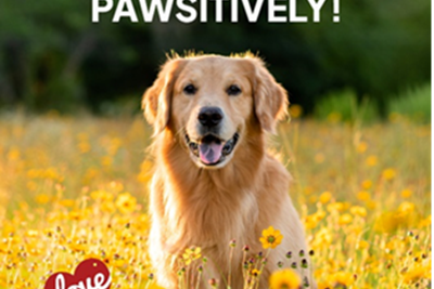 How to License Your Dog in PA